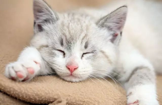 铲屎官喂猫技巧,喵星人铲屎官必备