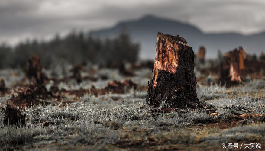地球森林大面积减少视频,地球森林面积增加一倍会怎么样