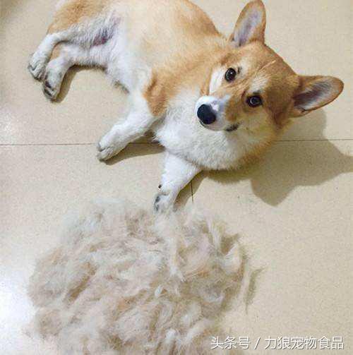 深究狗狗掉毛的七个原因，让你家狗狗毛量充沛，更加漂亮！