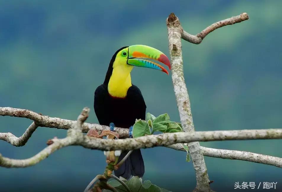 单次世界杯进球最多的国家,世界杯单场进球最多的国家