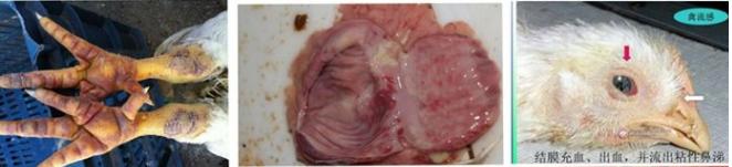 禽流感救治的几率有多大,肝病毒禽流感