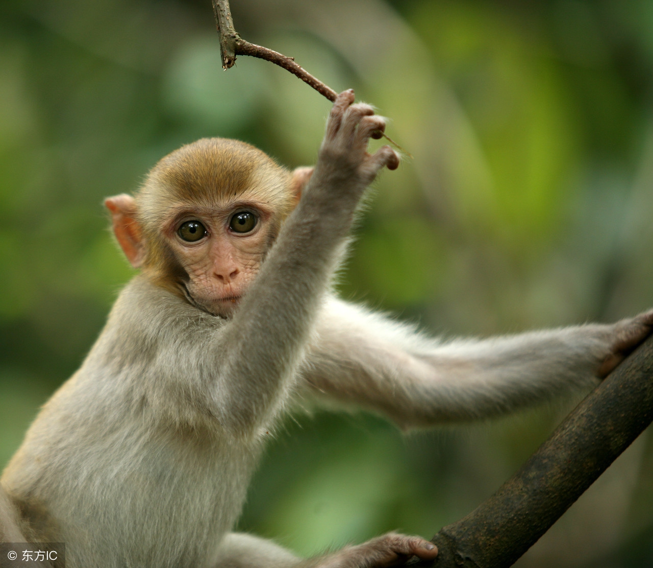 7月属猴的容易孤独终老,属猴人七月份的财运如何