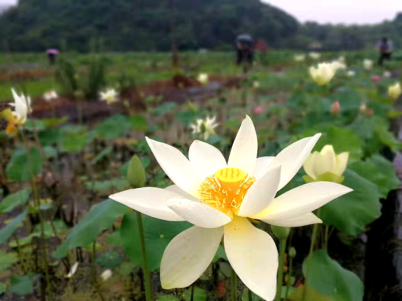 夏日赏月赏夜，不如赏花荷，这里“十里荷花一个村”