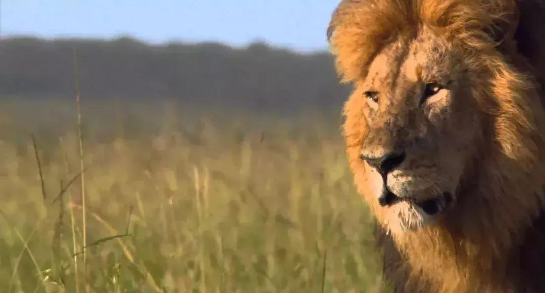 探索自然的纪录片推荐,七部神级自然纪录片你看过几部