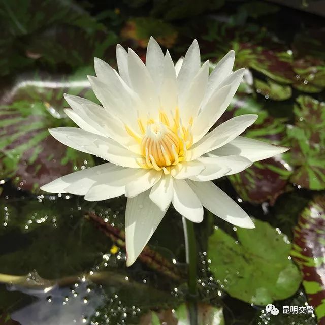 眠云机尚在未忍负初心什么意思,眠云机尚在未忍负初心的意思