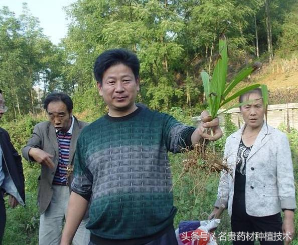 种植致富经一亩能赚多少钱,农业一亩收益30000种植什么