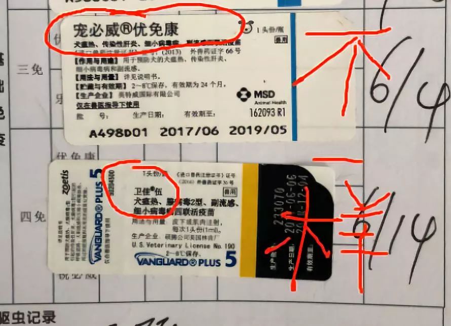 打完三针疫苗的拉布拉多,幼犬三针疫苗里面有没有细小疫苗