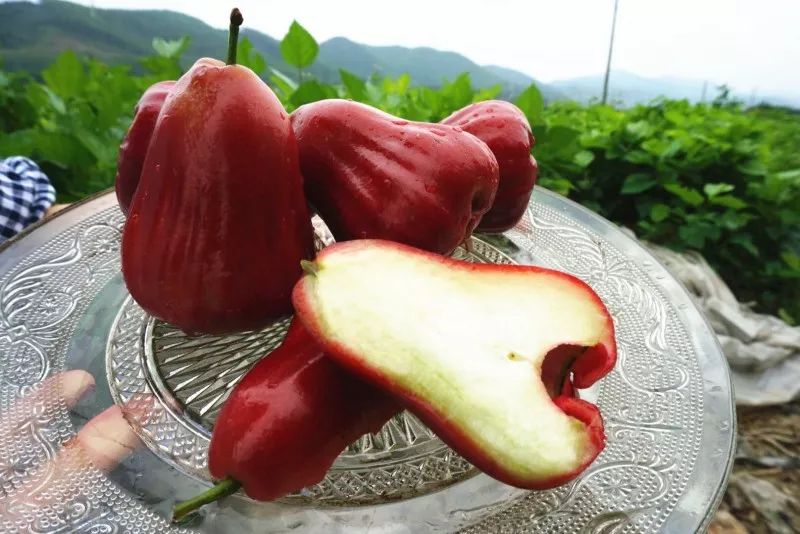 西瓜芒果凤梨百香果,凤梨芒果火龙果西瓜