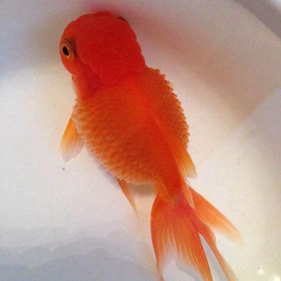 家养金鱼得病喂什么药,鱼缸养鱼鱼病症状