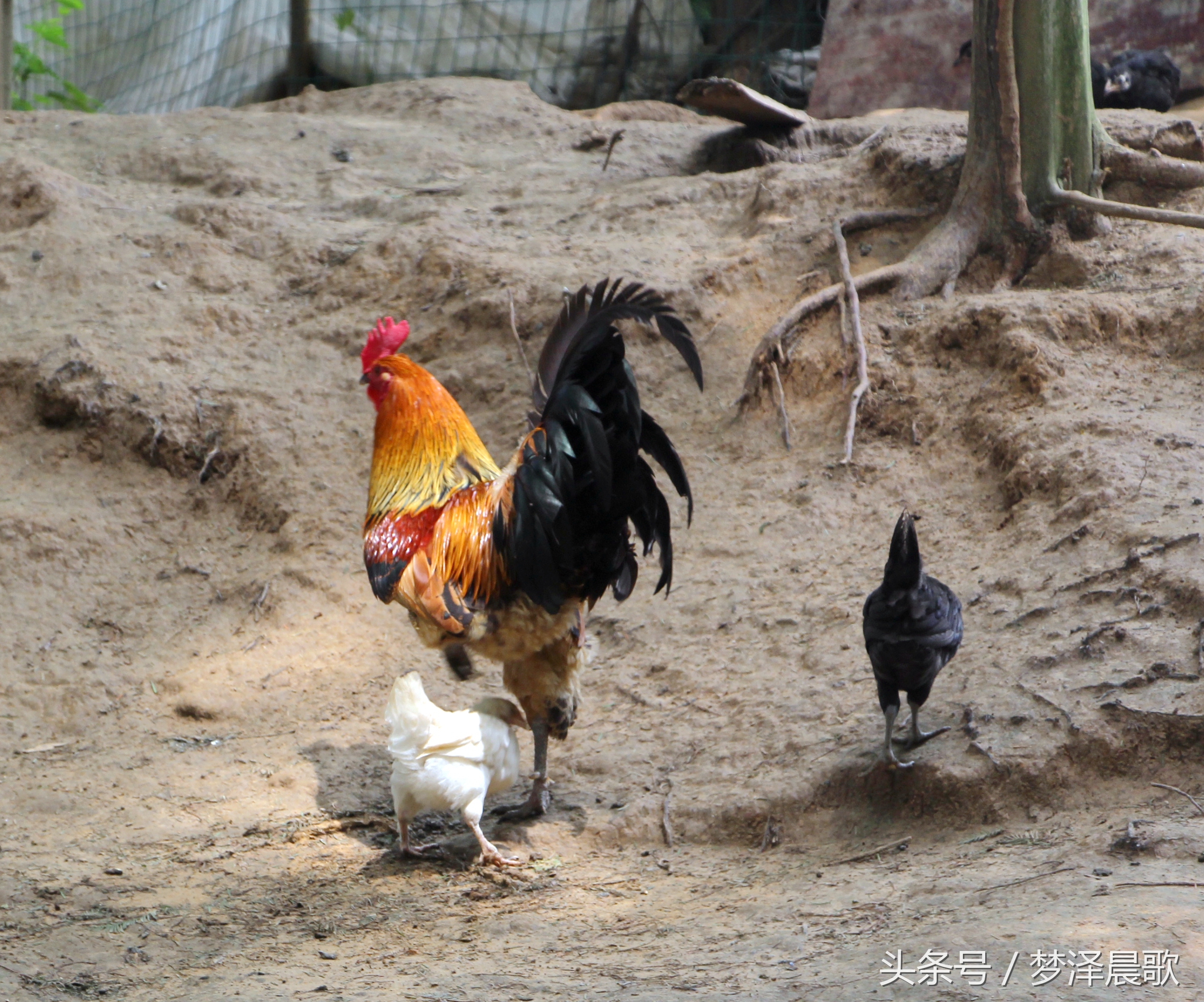 带你吃遍奉节的美食,重庆奉节县特色美食做法