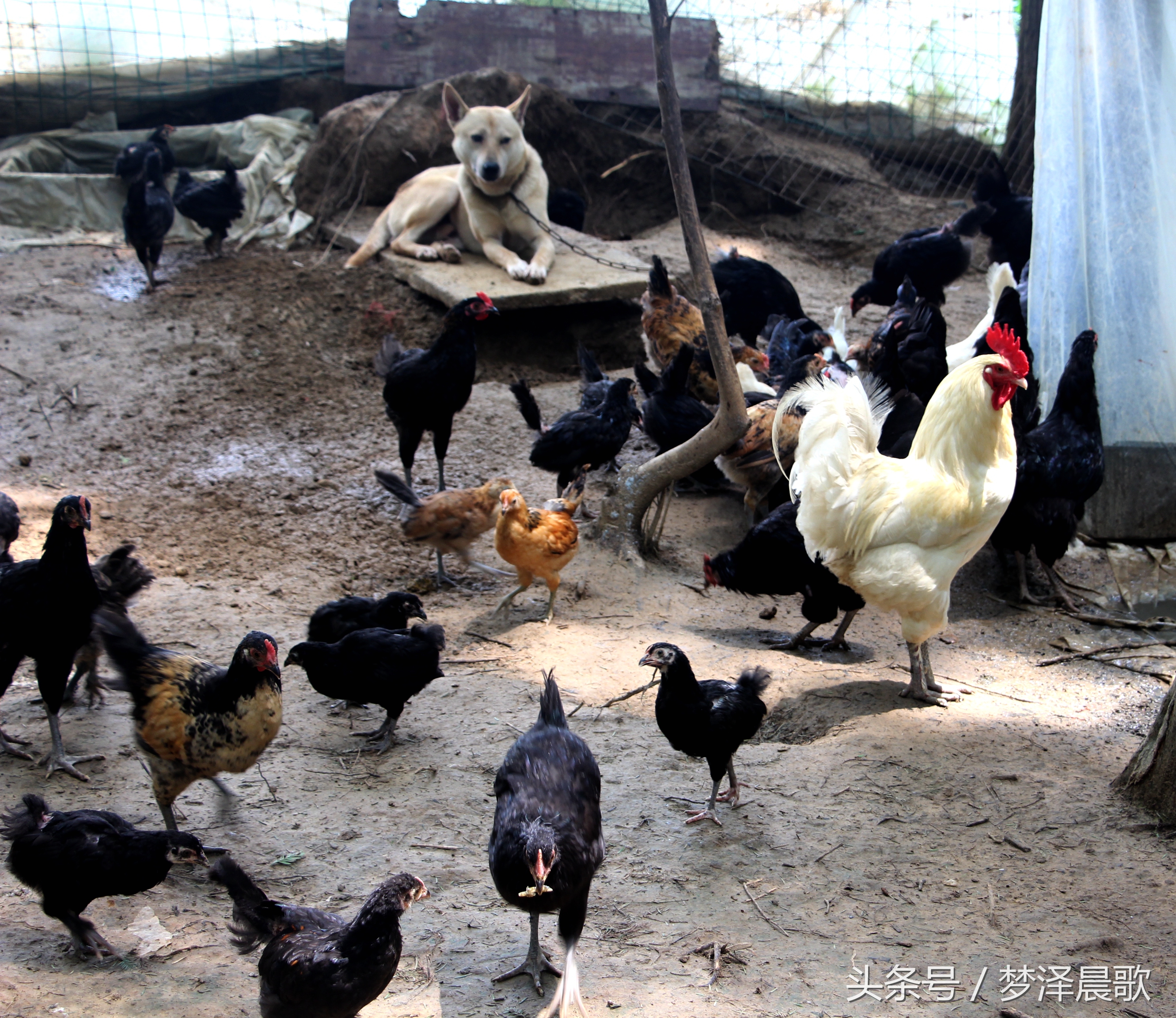 带你吃遍奉节的美食,重庆奉节县特色美食做法
