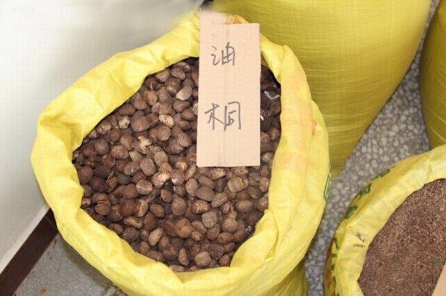 桐油怎么来的,为什么桐油不再被重视