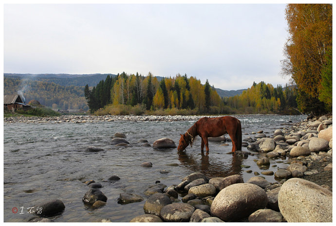 喀纳斯禾木村哪个值得去,喀纳斯禾木村白哈巴村