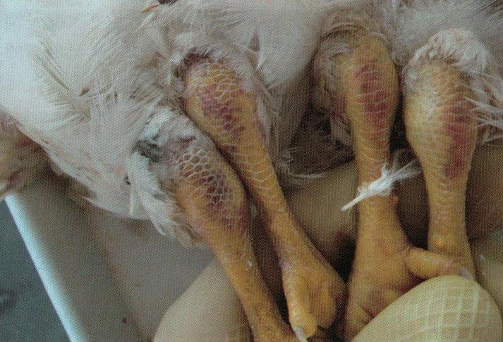 鹌鹑禽流感解剖图,鸡患禽流感症状及图片