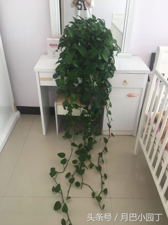 绿萝喂什么绿油油,绿萝的饲养方法及图片