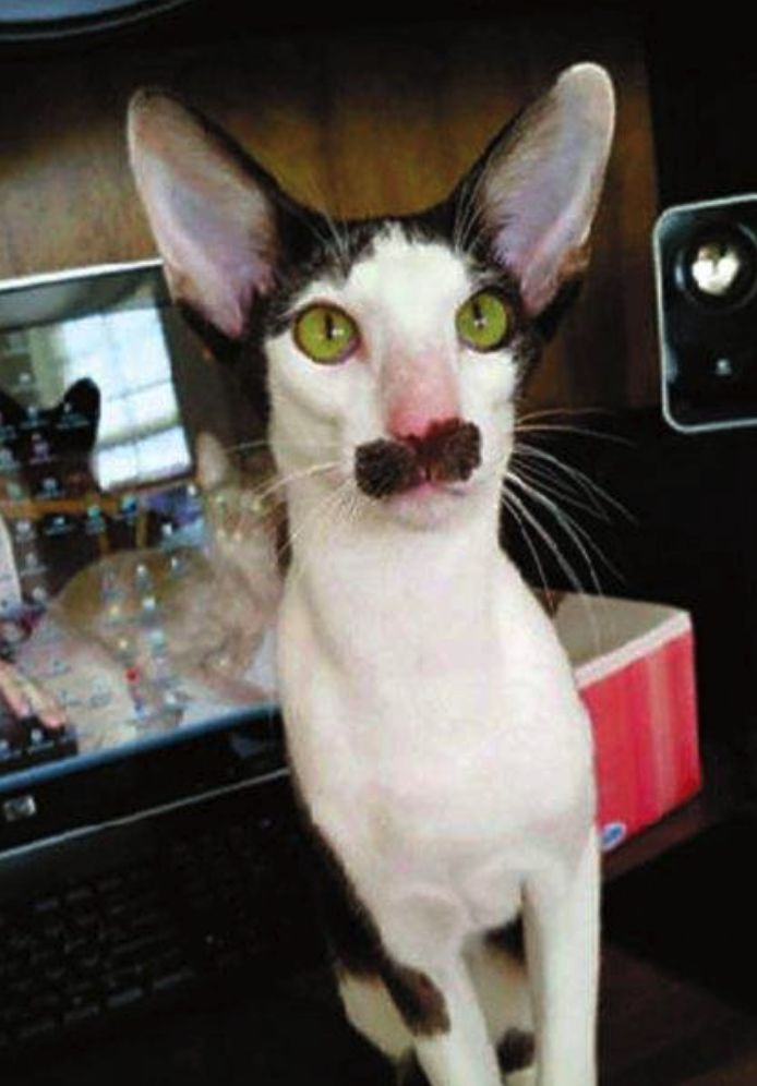 可爱小猫咪黑色胡子,可爱软萌小猫咪