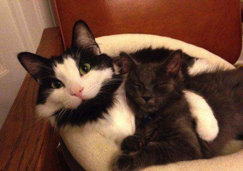 可爱小猫咪黑色胡子,可爱软萌小猫咪