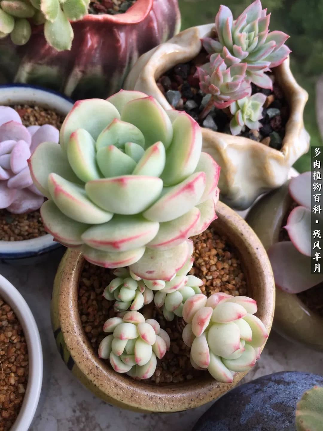 在多肉中治愈生活,养多肉生活中的快乐源泉
