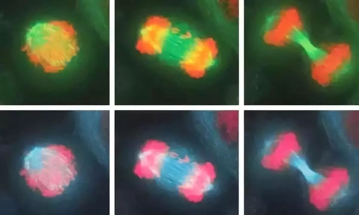 这些细胞害死了主人之后，又在实验室里繁殖了18000代