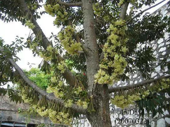 榴莲生长全过程,榴莲的生长全过程见证