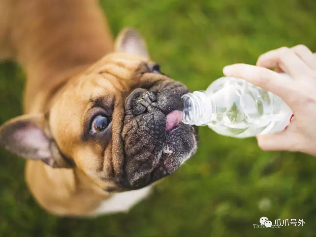 狗狗中暑该怎么拯救它,怎么看狗狗中暑