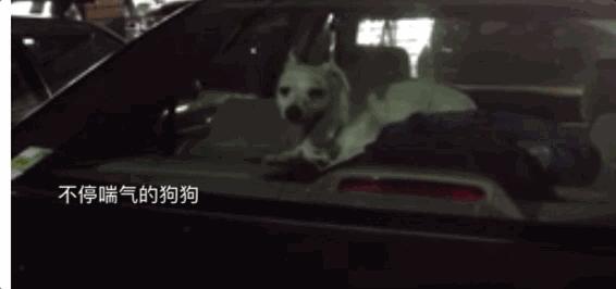 狗狗中暑该怎么拯救它,怎么看狗狗中暑