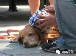 狗狗中暑怎么看,狗狗中暑宠物医院怎么处理