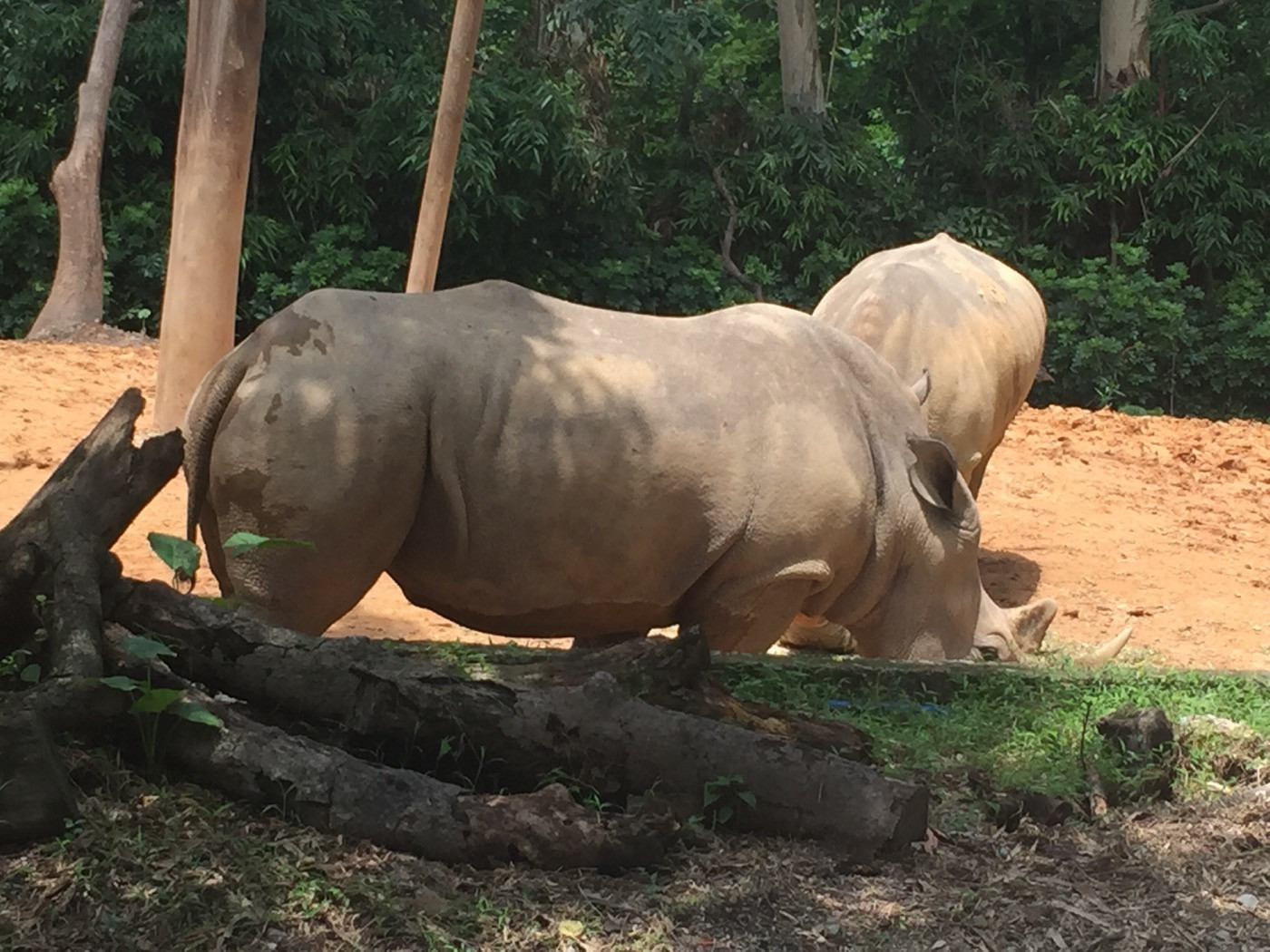 广州长隆野生动物世界之行,广州长隆野生动物世界游玩攻略图