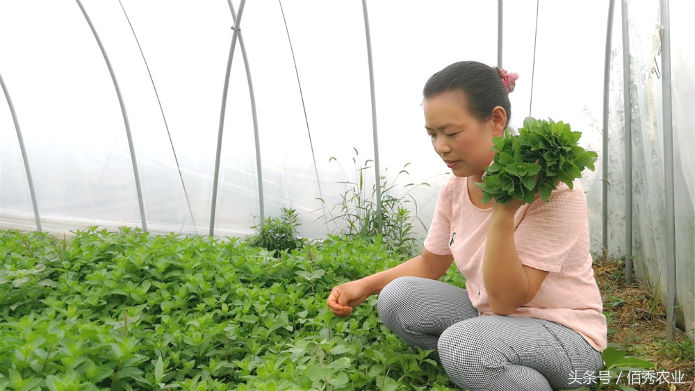 农民种植极品菜,农村老人种的菜又便宜又无公害