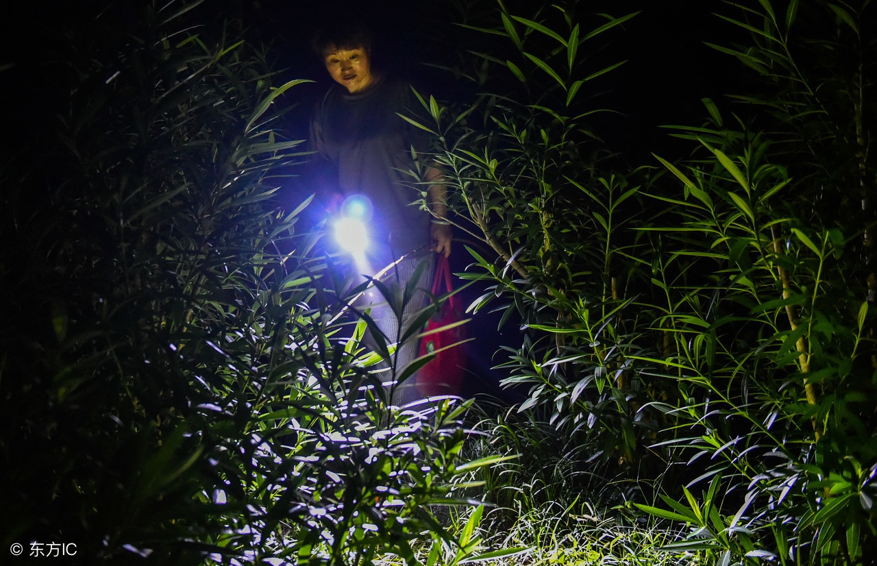 校园里的灵异现象,校园灵异的现象