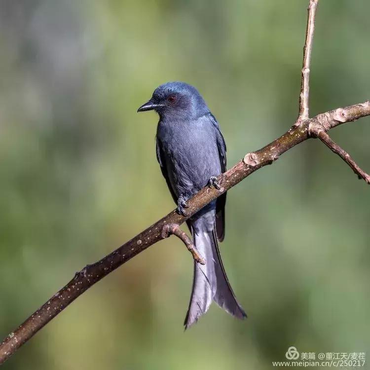 滇西拍鸟攻略,滇西观鸟的图片
