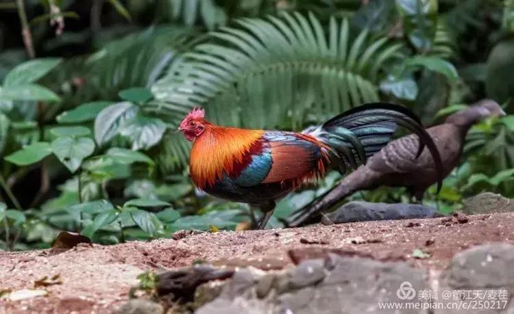 滇西拍鸟攻略,滇西观鸟的图片