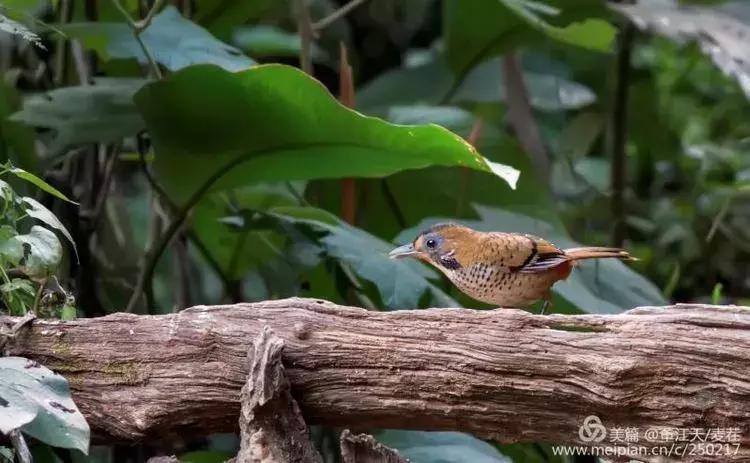滇西拍鸟攻略,滇西观鸟的图片