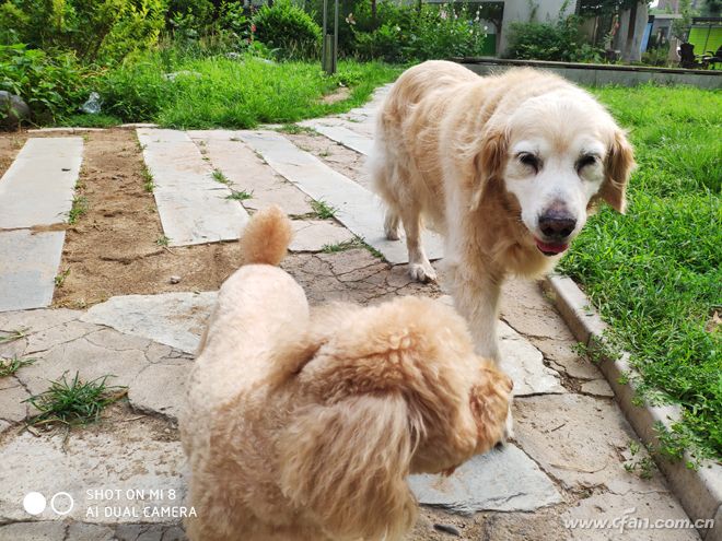 骁龙845最便宜手机,8000元的小米8骁龙845最新报价