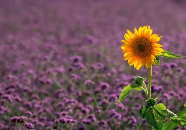 这竟然是农村！中国最美乡村Top10，有你家乡吗？