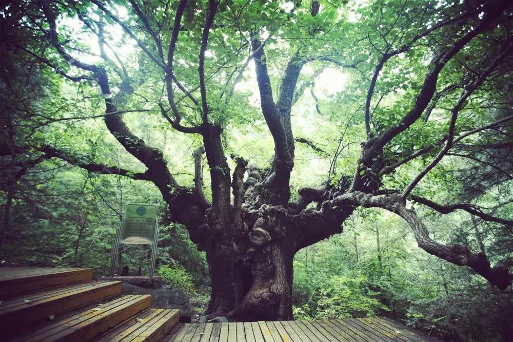 孟达天池与孟达自然保护区,西宁孟达天池旅游攻略