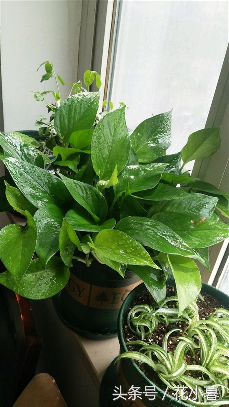 绿萝怎么养才能更旺盛不黄叶,绿油油绿萝冬天黄叶