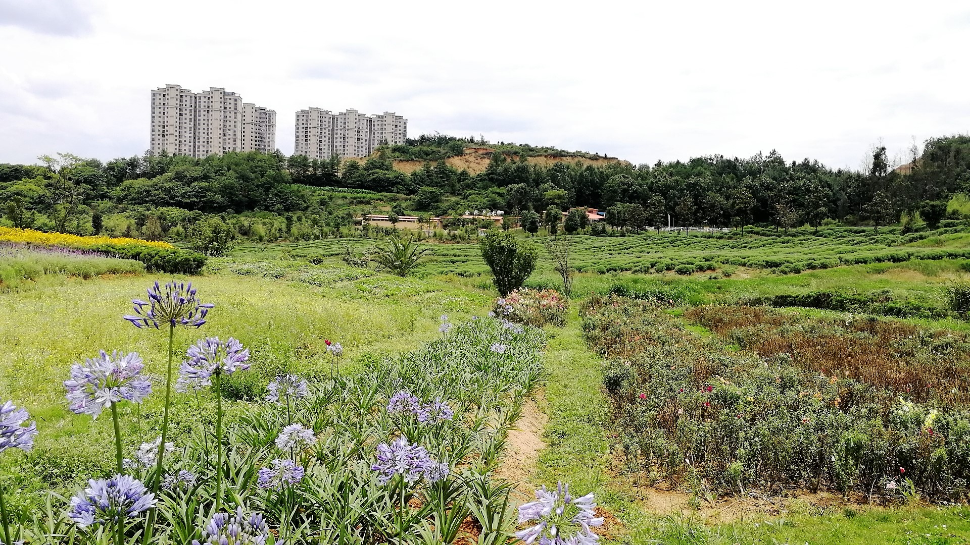 看花海，泡温泉，吃美食，周末就来这里！