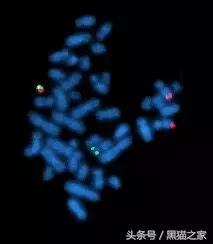 印度仿制白血病特效药,专治疗白血病的印度仿制药