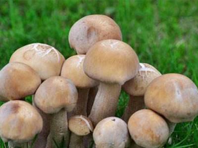 便秘了怎么办？不要紧，养生专家建议你吃这3种食物，效果非常好