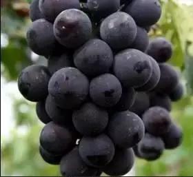 据说葡萄酒爱好者都这么给猫主子起名字……