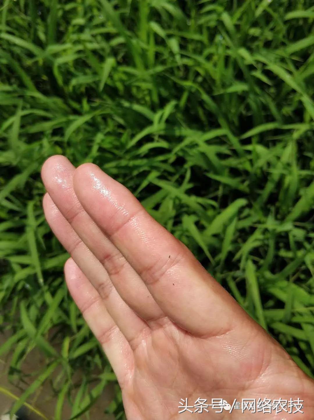 水稻叶梢发黄是不是病,水稻叶片发黄用什么药