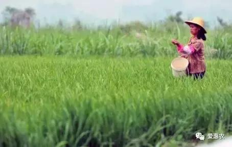 爱惠农植保缺点,庄稼大量使用尿素的危害