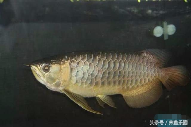 龙鱼轻微掉眼能自己恢复吗,爱龙白点净注意事项