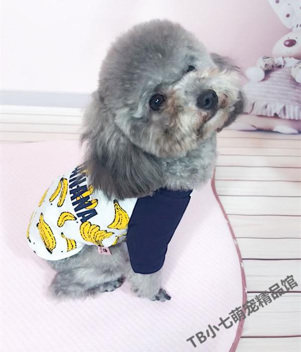 狗狗中暑放在空调房降温可以吗,天气太热狗狗中暑死亡