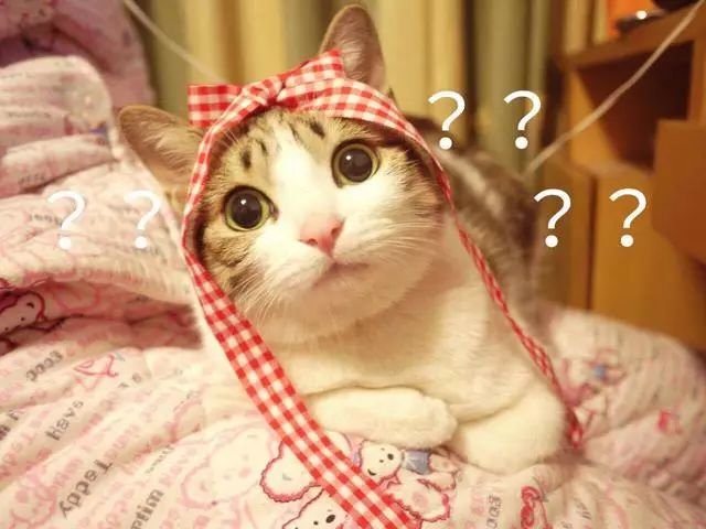 千万不要在网上买宠物,在网上买宠物被坑了怎么办