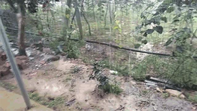 暴雨蒲江,成都蒲江县暴雨