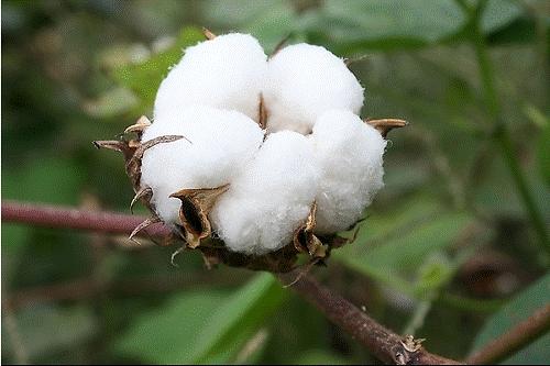 种土地吉祥话顺口溜教程,想要种好地种地口诀要记牢