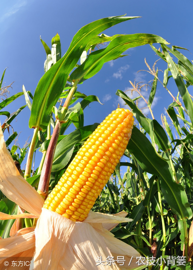 玉米长茬子怎么处理,玉米侧芽什么时候掰
