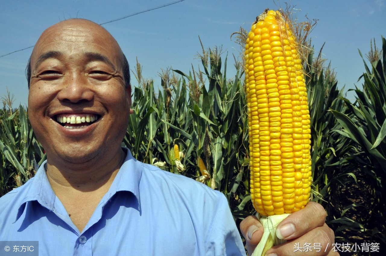 玉米苗期发叉是什么原因,水果玉米需要打叉吗